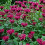 Monarda 'Knight Rose' Bergamont Perennial XXL Supersize Plug Plants Pack x3