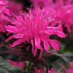 Monarda 'Knight Rose' Bergamont Perennial XXL Supersize Plug Plants Pack x3