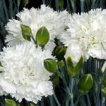 Dianthus Scent First® 'Memories' Pinks Perennial Plug Plants Pack x6