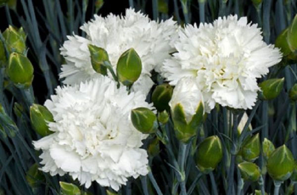 Dianthus Scent First® 'Memories' Pinks Perennial Plug Plants Pack x6