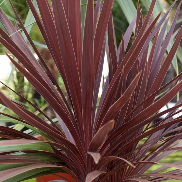 Cordyline Australis Red Star XXL Supersize Plug Plants Perennial Pack X3
