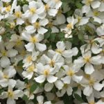 Clematis 'Montana Grandiflora' Climbing Shrub XXL Supersize Plug Plants Pack x3