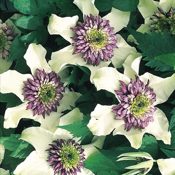 Clematis 'Sieboldii' Climbing Shrub XXL Supersize Plug Plants Pack x3