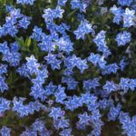 Lithodora Diffusa Blue Star (LARGE) Perennial Garden Alpine Plug Plants Pack x6