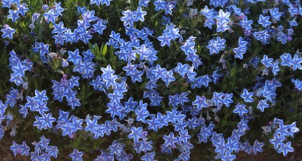 Lithodora Diffusa Blue Star (LARGE) Perennial Garden Alpine Plug Plants Pack x6