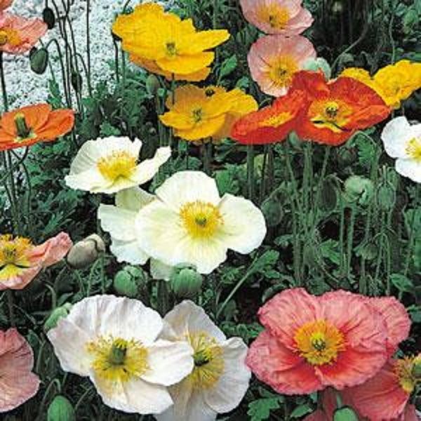 Iceland Poppy / Papaver Champagne Bubbles Mix (LARGE) Plug Plants Pack x6
