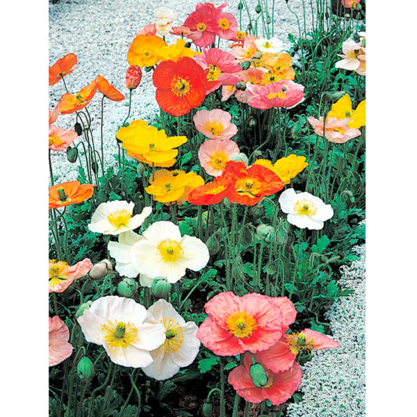 Iceland Poppy / Papaver Champagne Bubbles Mix (LARGE) Plug Plants Pack x6