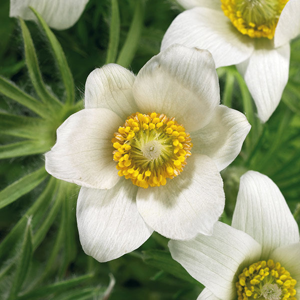 Pulsatilla Vulgaris Pinwheel™ White Perennial LARGE Plug Plants Pack x6