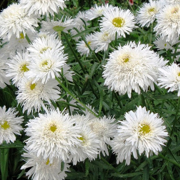 Leucanthemum Shasta Daisy 'Sante' (LARGE) Perennial Garden Plug Plants Pack x6