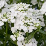 Iberis 'MASTERPIECE' Sempervirens 'Candytuft' Perennial Garden Plug Plants Pack x 6