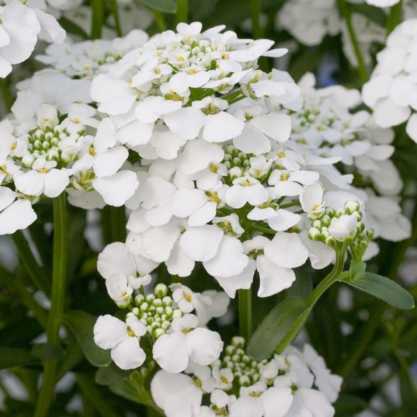 Iberis 'MASTERPIECE' Sempervirens 'Candytuft' Perennial Garden Plug Plants Pack x 6