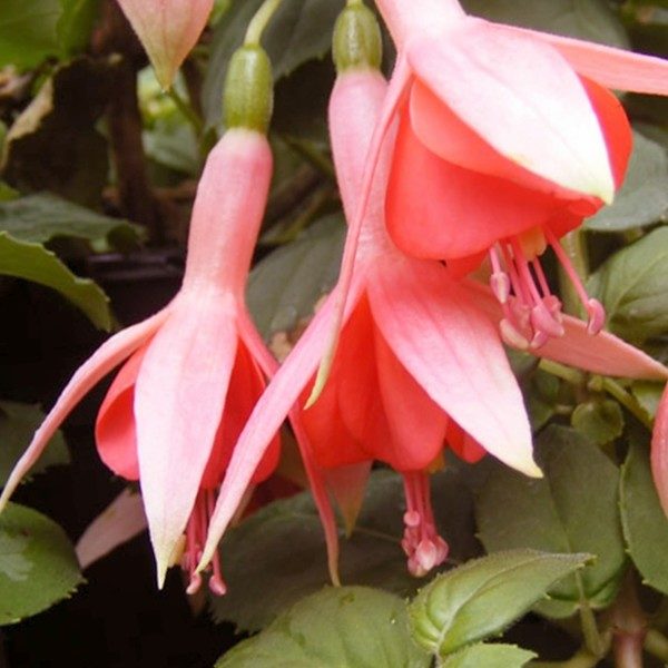 Fuchsia Semi Trailing 'Coachman' Garden Plug Plants Pack x6