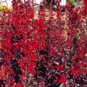 Lobelia Cardinalis Queen Victoria Perennial (LARGE) Plug Plants Pack x6