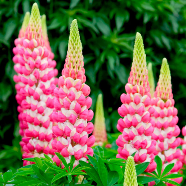 Lupin / Lupinus West Country 'Rachel De Thame' Perennial XXL Supersize Plug Plants Pack x3