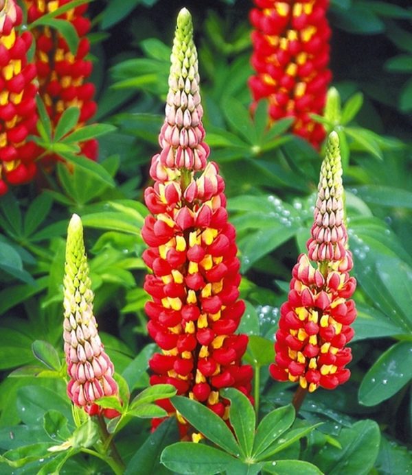 Lupin / Lupinus West Country 'Tequila Flame' Perennial XXL Supersize Plug Plants Pack x3