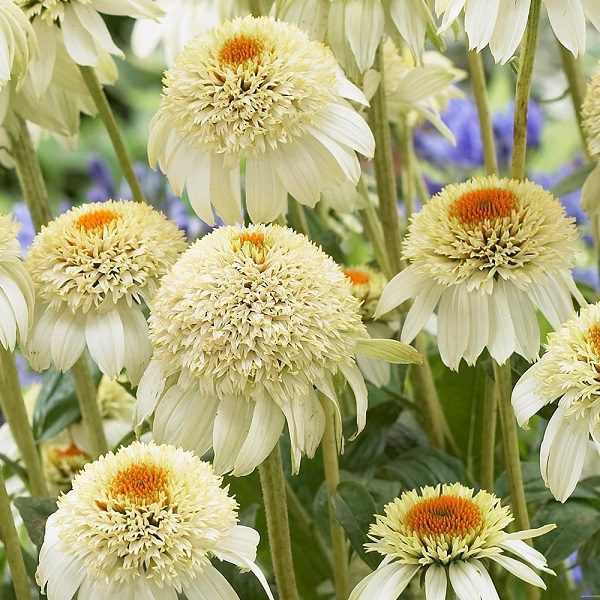 Echinacea (Coneflower) 'Milkshake®' Perennial XXL Supersize Plug Plants Pack x3