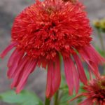 Echinacea Double Guava Ice® Perennial XXL Supersize Plug Plants Pack x3