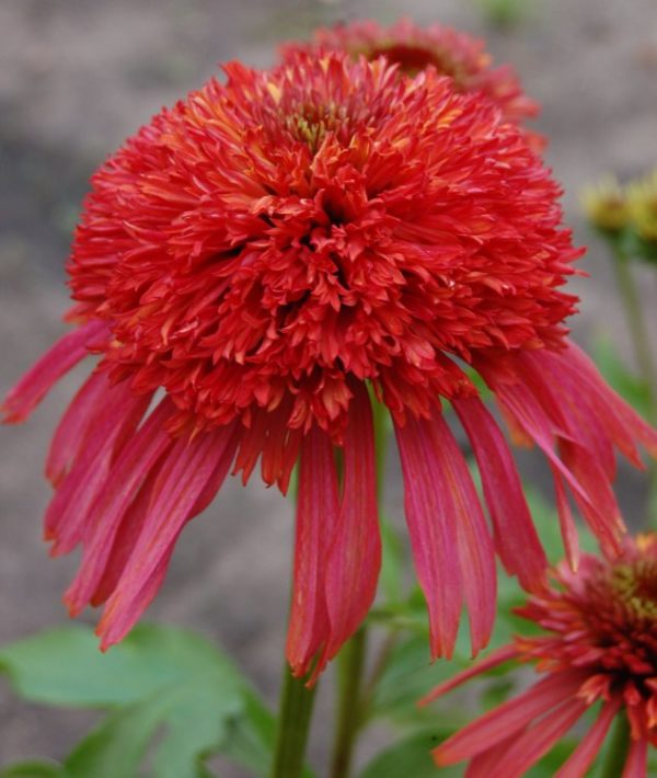 Echinacea Double Guava Ice® Perennial XXL Supersize Plug Plants Pack x3