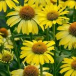 Echinacea Butterfly® 'Cleopatra' Perennial LARGE Plug Plants Pack x3