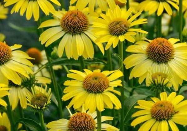 Echinacea Butterfly® 'Cleopatra' Perennial LARGE Plug Plants Pack x3