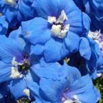 Delphinium Elatum 'Blue Nile' Perennial Garden XXL Supersize Plug Plants Pack x3