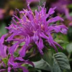 Monarda 'Knight Violet' Bergamont Perennial XXL Supersize Plug Plants Pack x3