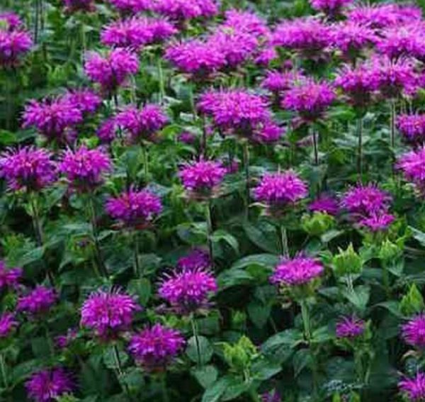 Monarda 'Knight Violet' Bergamont Perennial XXL Supersize Plug Plants Pack x3