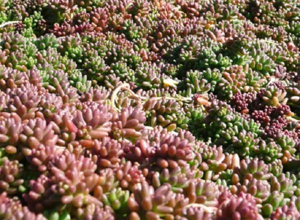 Sedum Stonecrop 'Coral Carpet' Perennial Evergreen Plug Plants Pack x6