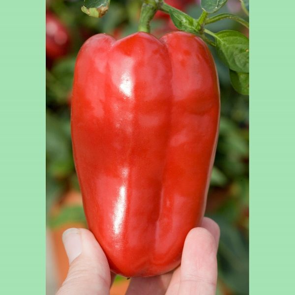 Pepper Dwarf Sweet 'Redskin' King's Pack Vegetable Seeds