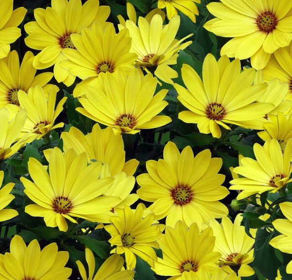 Osteospermum Cape Daisy® 'Yellow Halo' Garden Plug Plants Pack x6