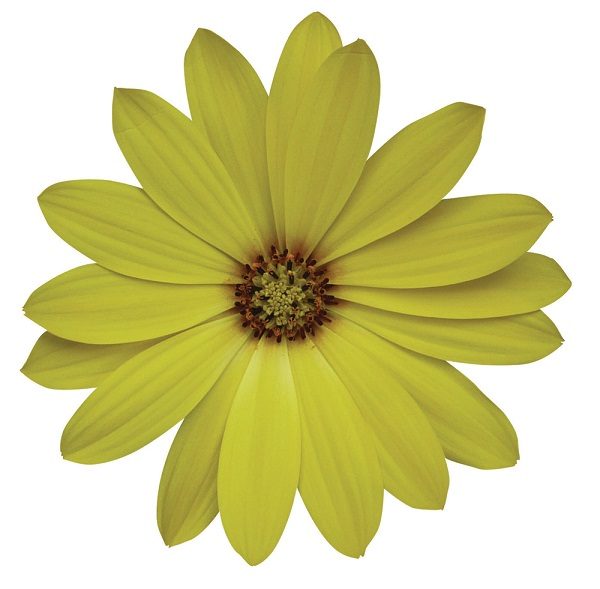 Osteospermum Cape Daisy® 'Yellow Halo' Garden Plug Plants Pack x6