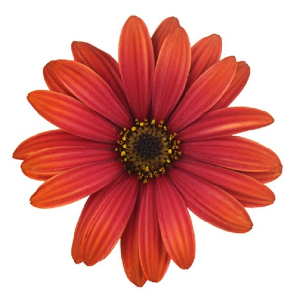 Osteospermum Cape Daisy® 'Fire Burst' Summer Bedding Plug Plants Pack x6