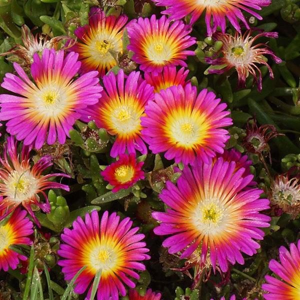 Delosperma Wheels of Wonder 'Hot Pink' Perennial Garden Plug Plants Pack x6