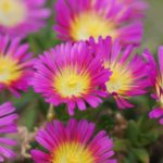 Delosperma Wheels of Wonder 'Hot Pink' Perennial Garden Plug Plants Pack x6