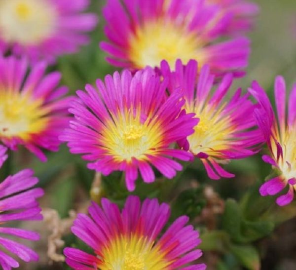 Delosperma Wheels of Wonder 'Hot Pink' Perennial Garden Plug Plants Pack x6