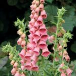 Digitalis Mertonensis 'Strawberry Foxglove' XXL Supersize Plug Plants Pack x3