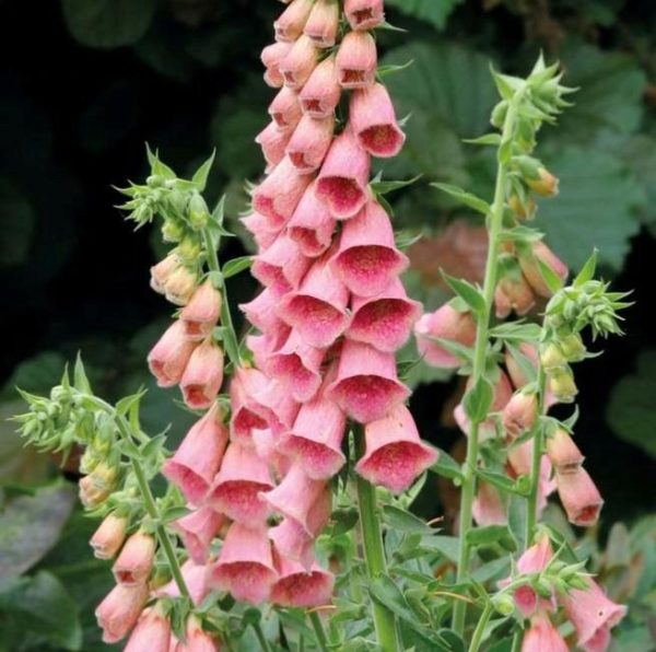Digitalis Mertonensis 'Strawberry Foxglove' XXL Supersize Plug Plants Pack x3