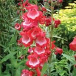 Penstemon Ice Cream 'Sweet Cherry' Perennial Garden Plug Plants Pack x6