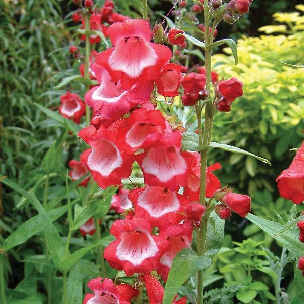 Penstemon Ice Cream 'Sweet Cherry' Perennial Garden Plug Plants Pack x6