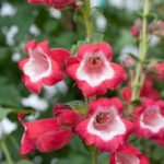 Penstemon Ice Cream 'Sweet Cherry' Perennial Garden Plug Plants Pack x6