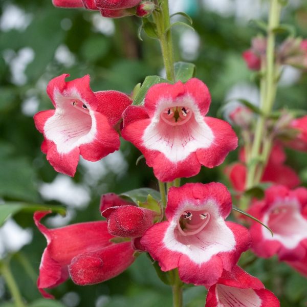 Penstemon Ice Cream 'Sweet Cherry' Perennial Garden Plug Plants Pack x6