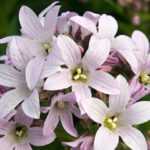 Campanula Lactiflora 'Loddon Anna' Perennial 9cm Pot Plants Pack x3