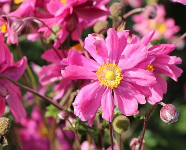 Anemone Japanese Hupehensis 'Bressingham Glow' Perennial XXL Supersize Plug Plants Pack x3