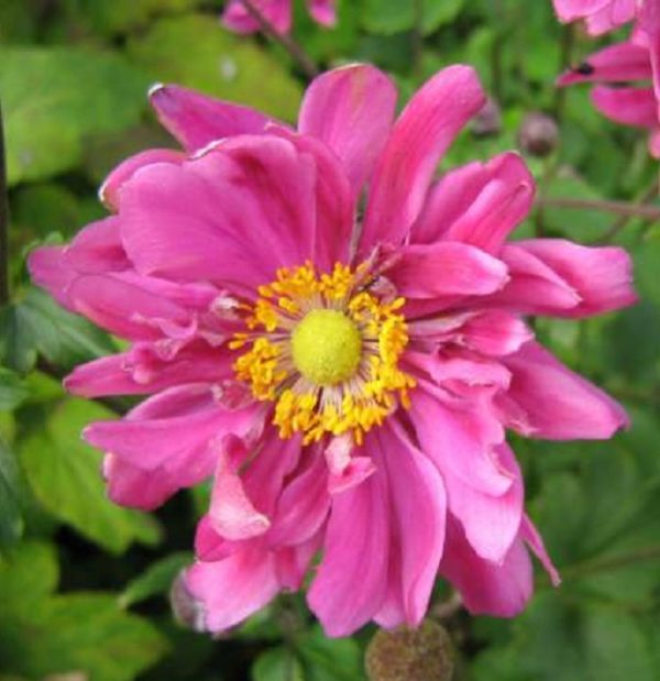 Anemone Japanese Hupehensis 'Bressingham Glow' Perennial XXL Supersize Plug Plants Pack x3