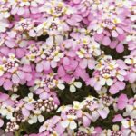 Iberis 'PINK ICE' Sempervirens 'Candytuft' Perennial Garden Plug Plants Pack x6