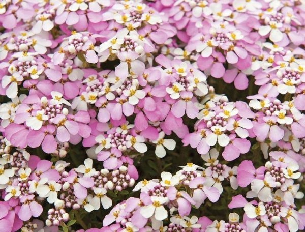 Iberis 'PINK ICE' Sempervirens 'Candytuft' Perennial Garden Plug Plants Pack x6