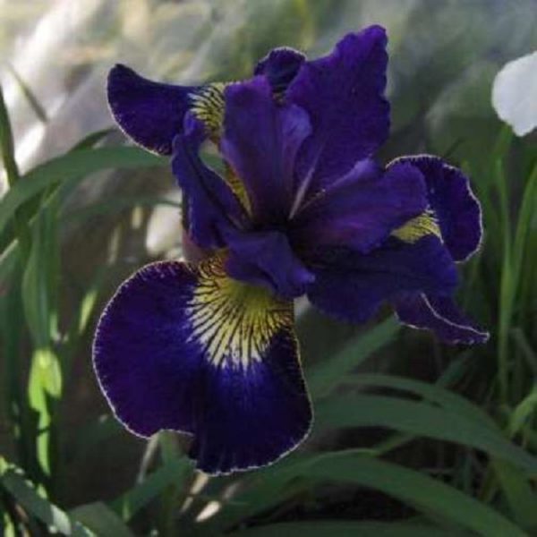 Iris 'Golden Edge' (Iris Sibirica) Rhizome Bulb Perennial Pack x1