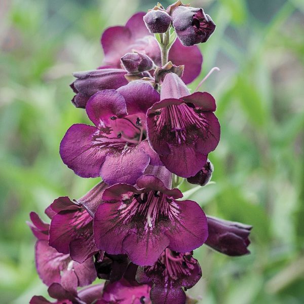 Penstemon Ice Cream 'Blackberry' Perennial Garden Plug Plants Pack x6