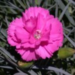 Dianthus Scent First® 'Tickled Pink' Pinks Perennial Plug Plants Pack x6