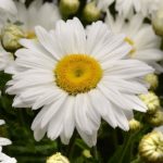 Shasta Daisy Leucanthemum 'White Magic' (LARGE) Perennial Garden Plug Plants Pack x6